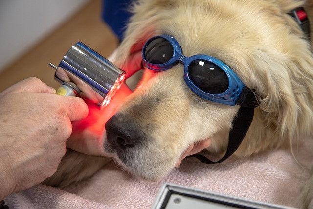 dog-laser-therapy