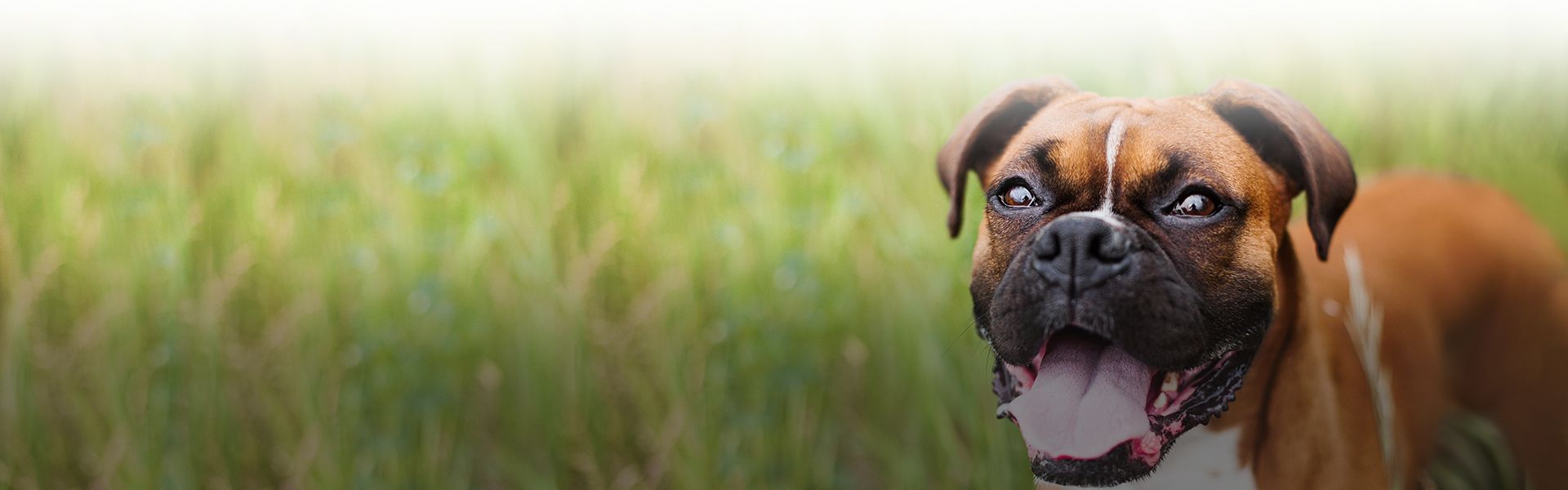 happy brown and white bullmastiff dog looking at camera with grass in the background