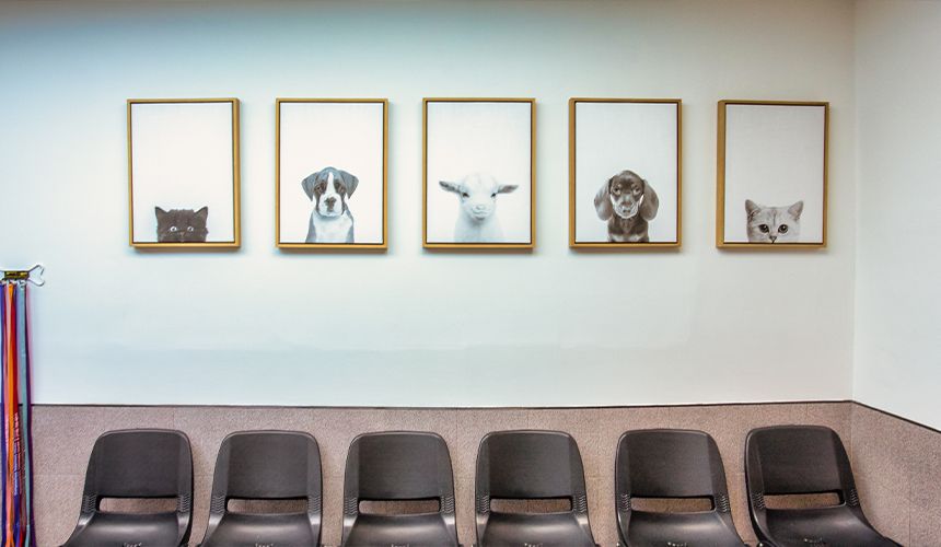 completecare veterinary center waiting room