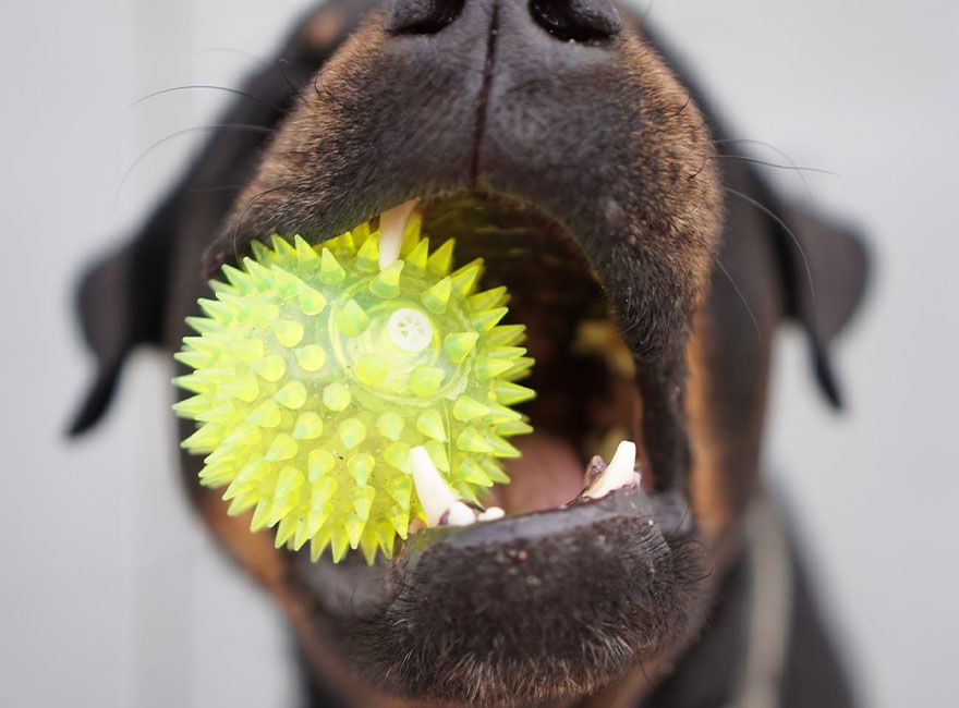 dog holding green ball with his mouth at completecare veterinary center