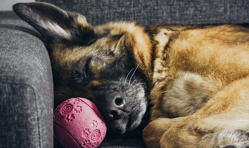 german shepherd dog sleeping with pink ball on gray couch at home