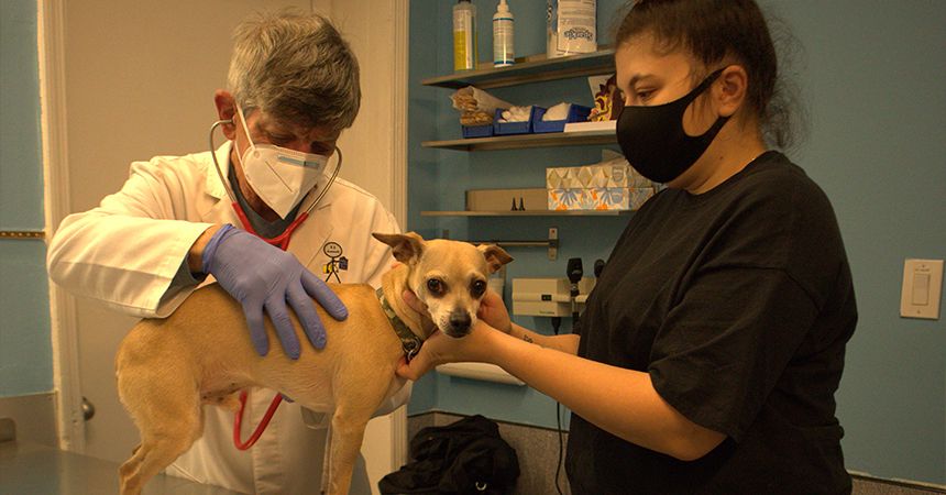 vet checking chihuahua dog health at completecare veterinary center