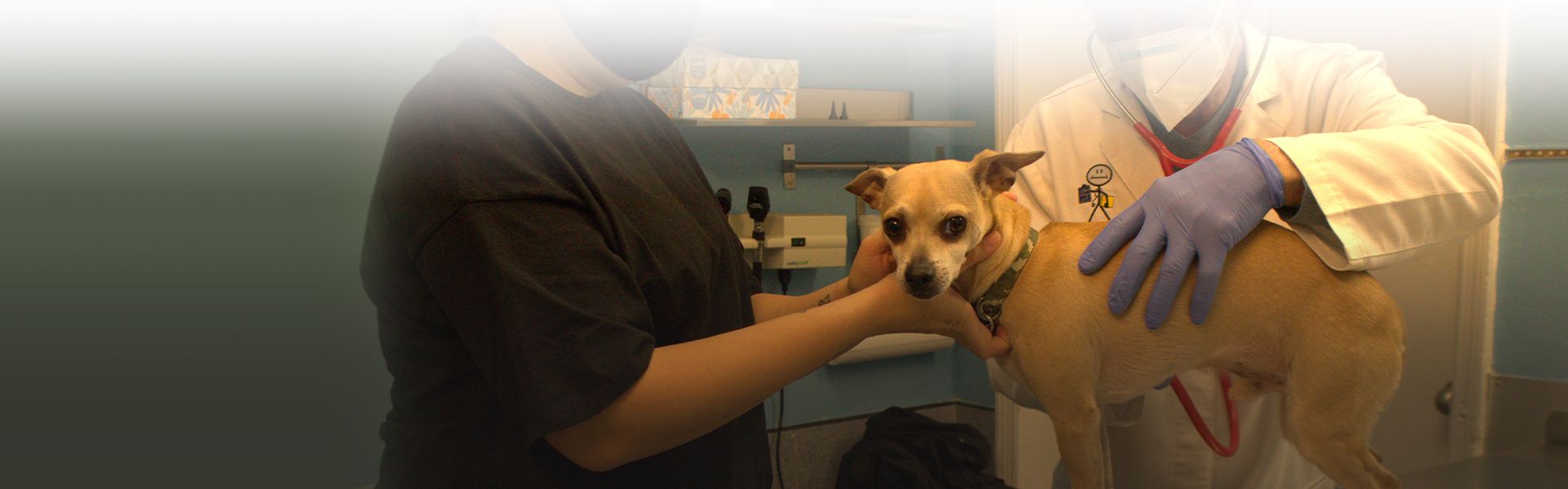 chihuahua dog being treated for the first time by the completecare veterinary center vet